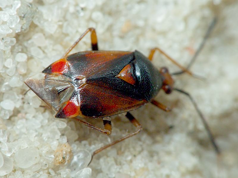 Deraeocoris ruber (Linnaeus, 1758)